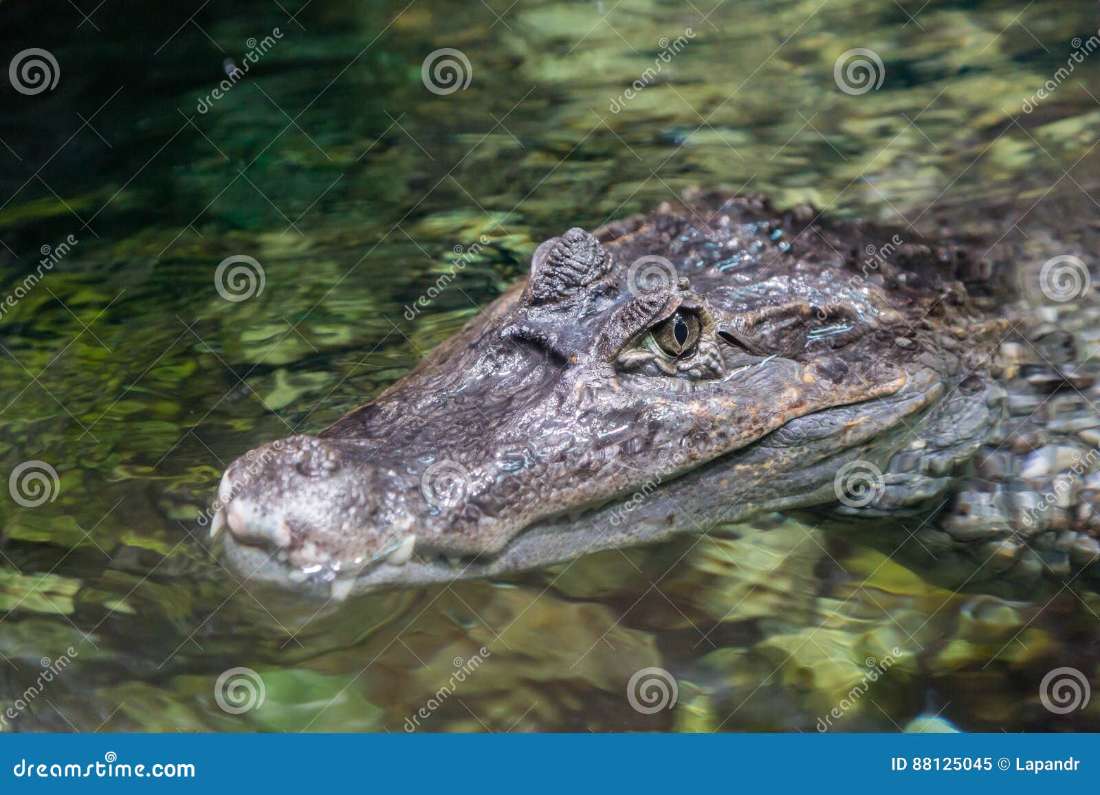 The alligator in the pond, stock image. Image of booty 88125045