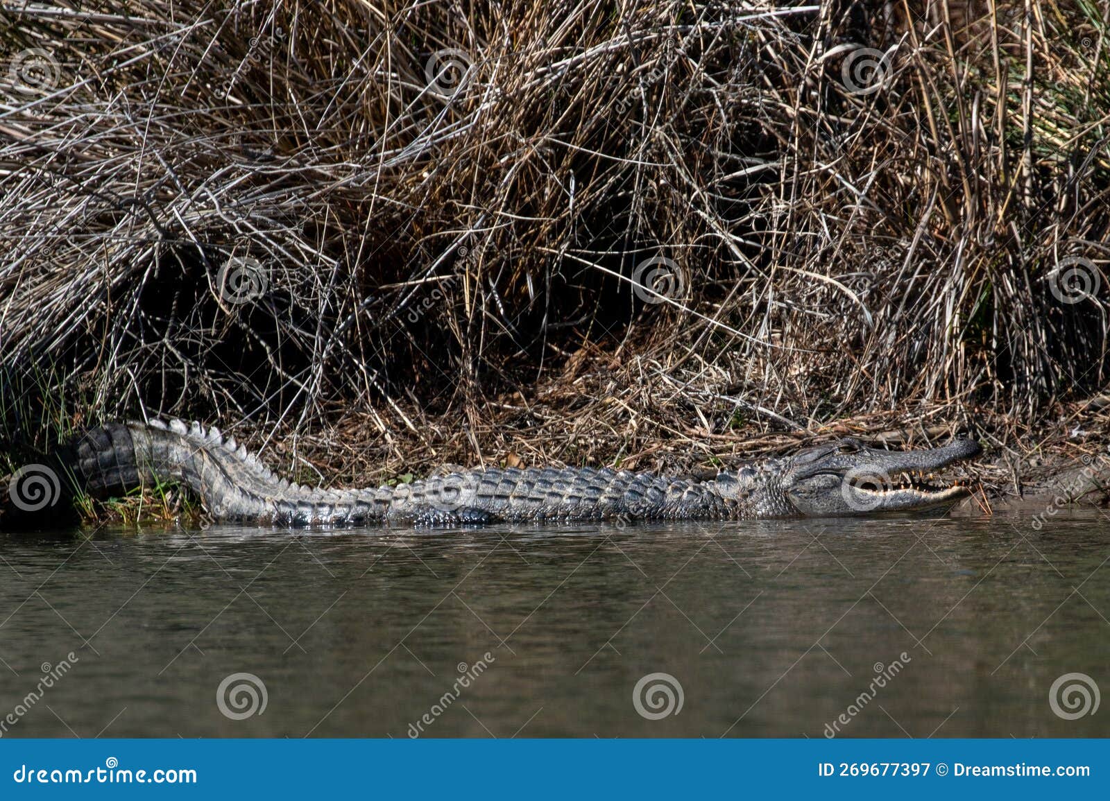 Alligator Reflection in a Pond Stock Image Image of spring, wildlife