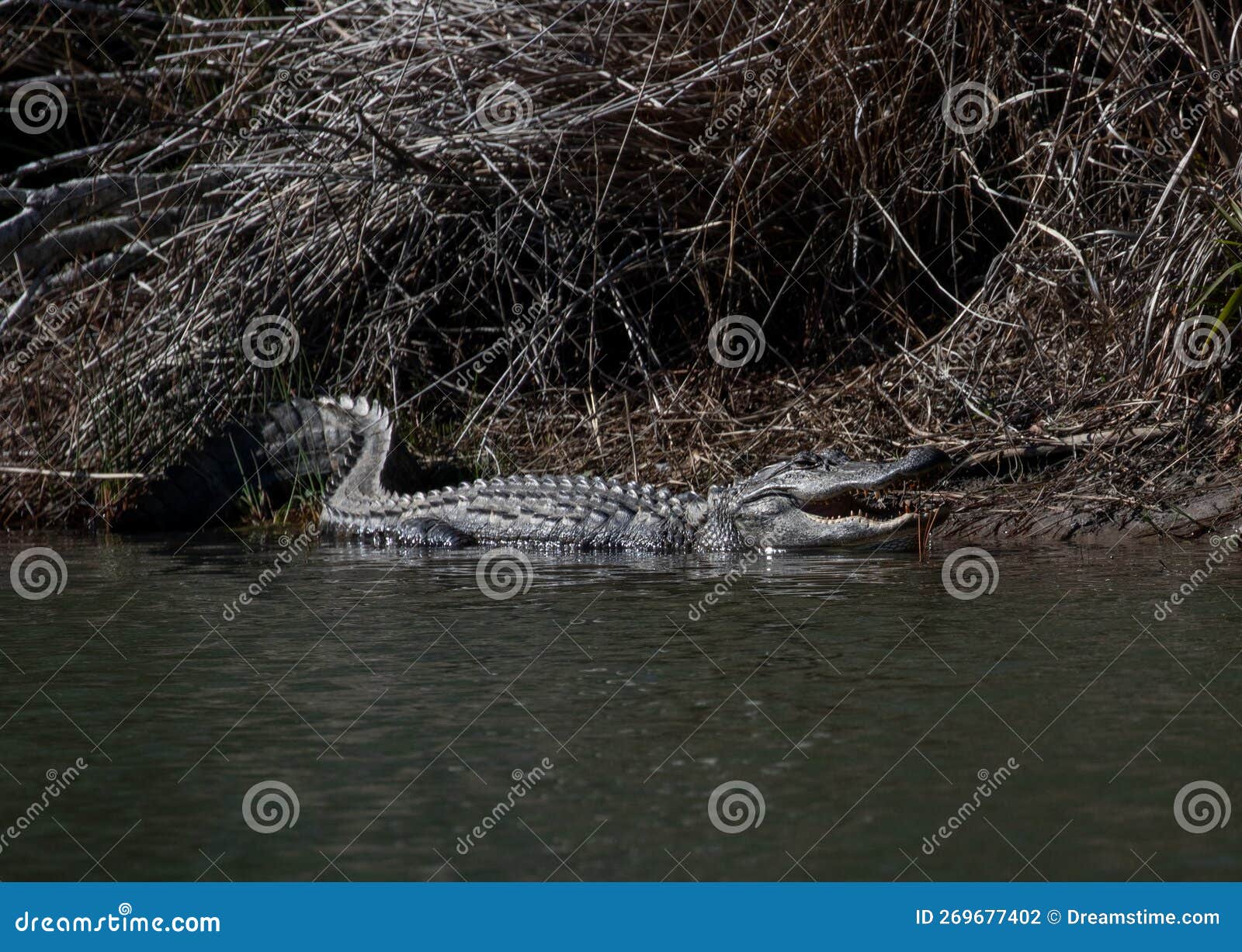 Alligator Reflection in a Pond Stock Photo Image of wildlife, tree