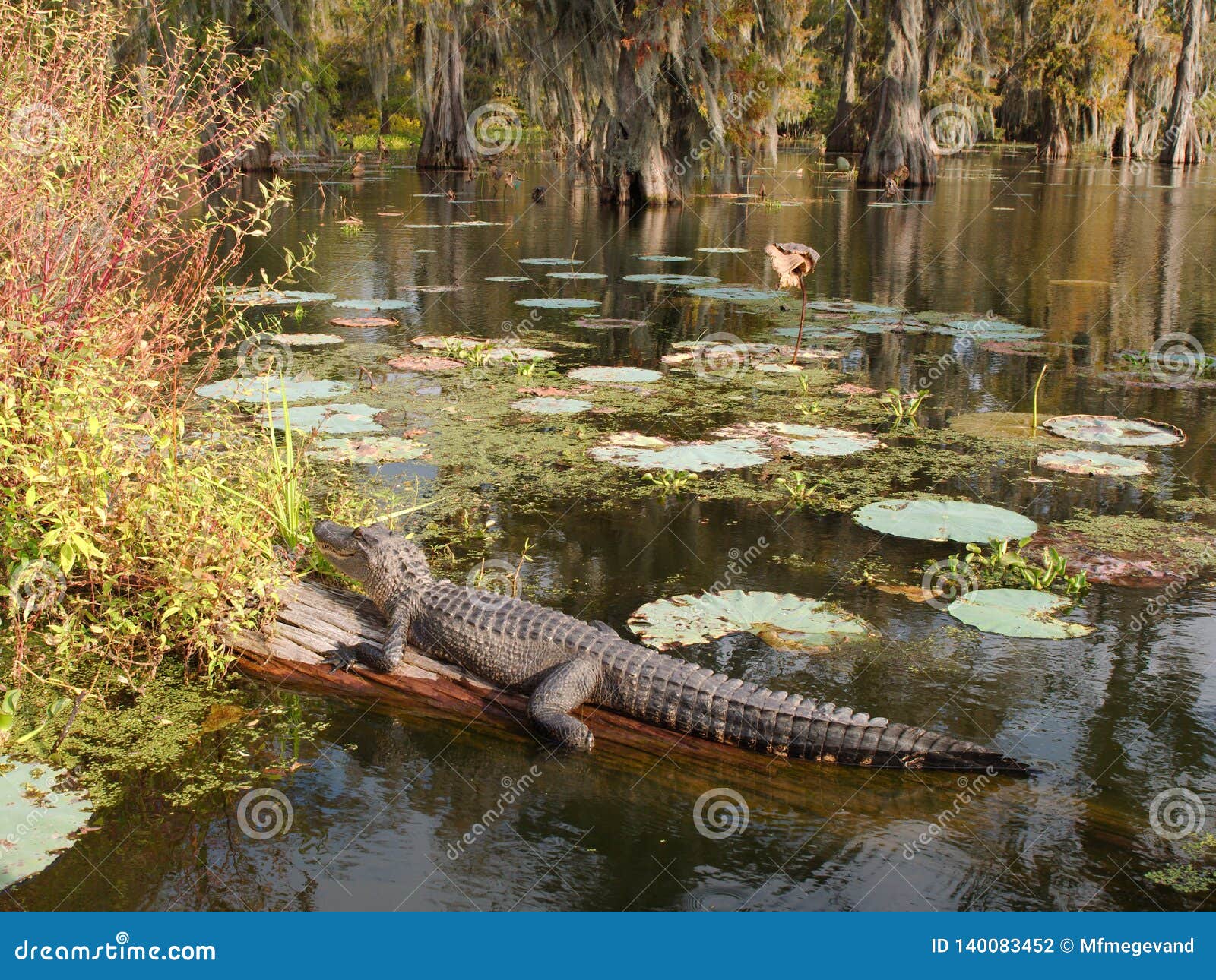 an alligator resting on a log in lake martin