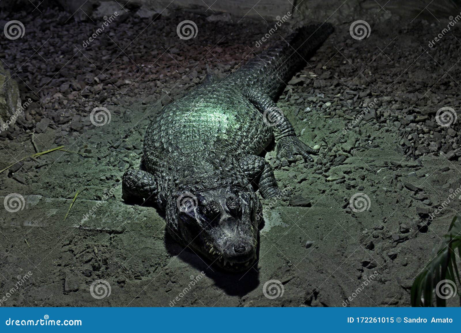 The Family Of Reptiles Royalty-Free Stock Photography | CartoonDealer