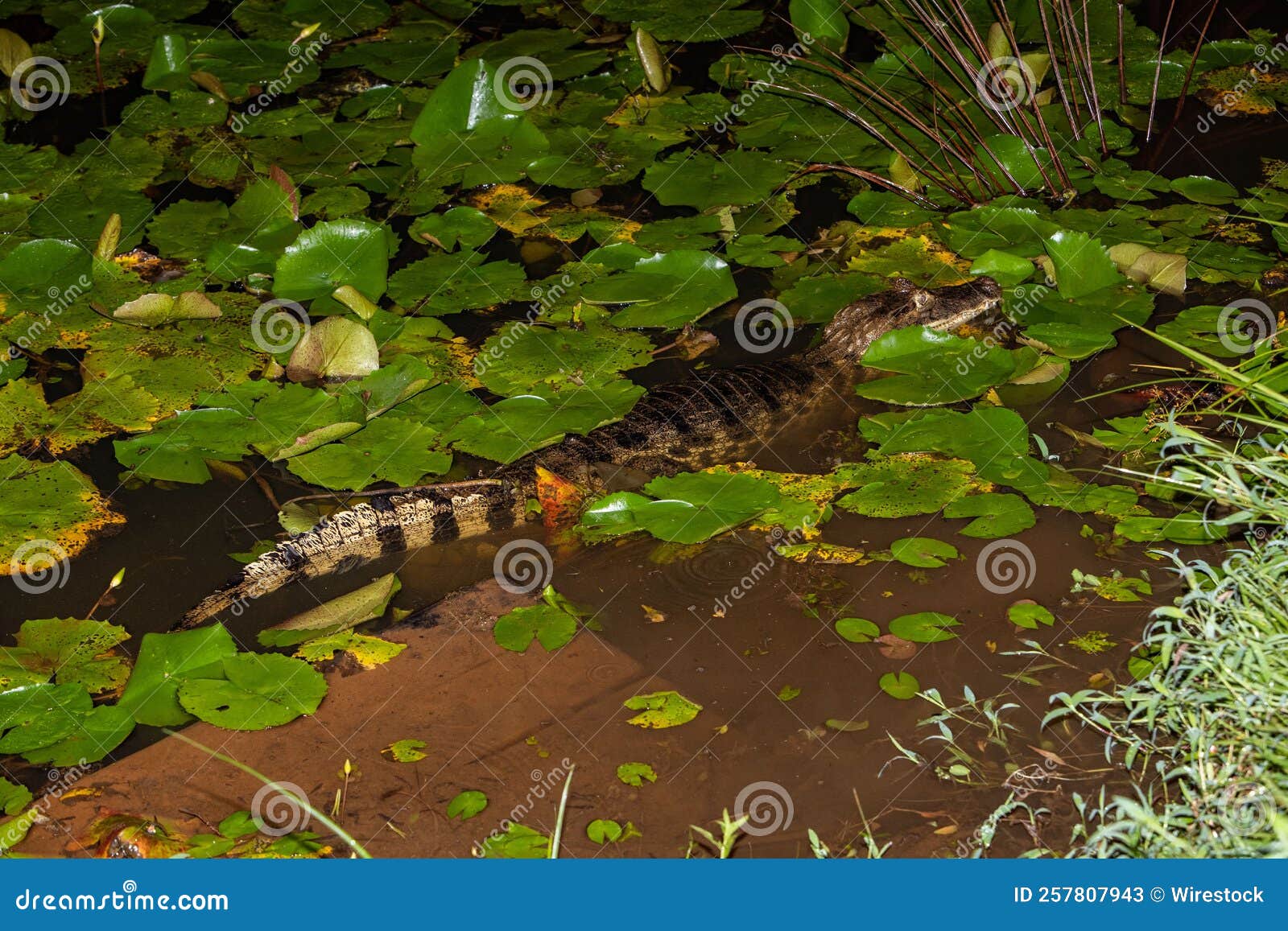 Alligator Tail Showing Tall Epidermal Scutes Scales RoyaltyFree Stock