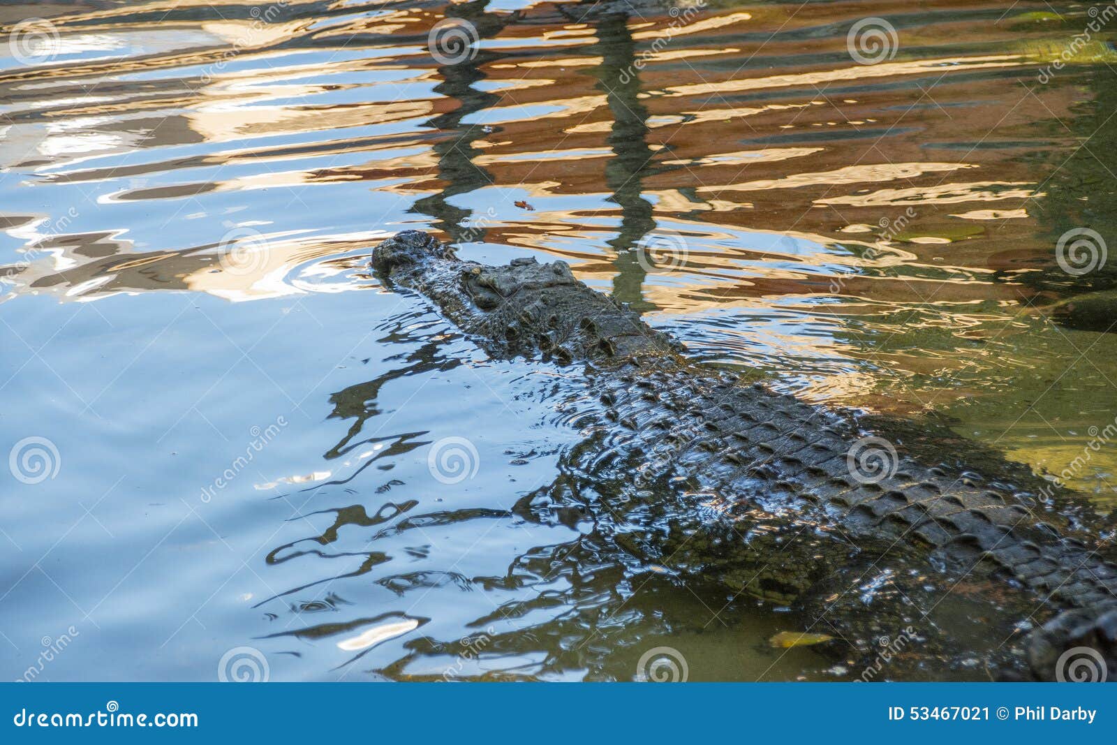 Alligator in water. Alligator in Fuengirola dierlijk park
