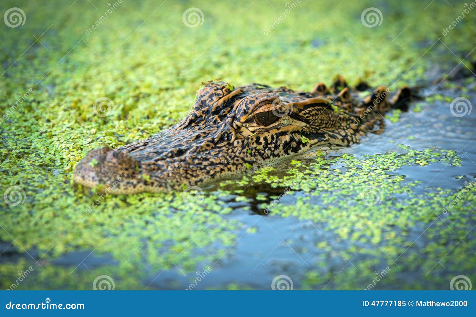 Alligator in Water stock image. Image of baby, water 47777185