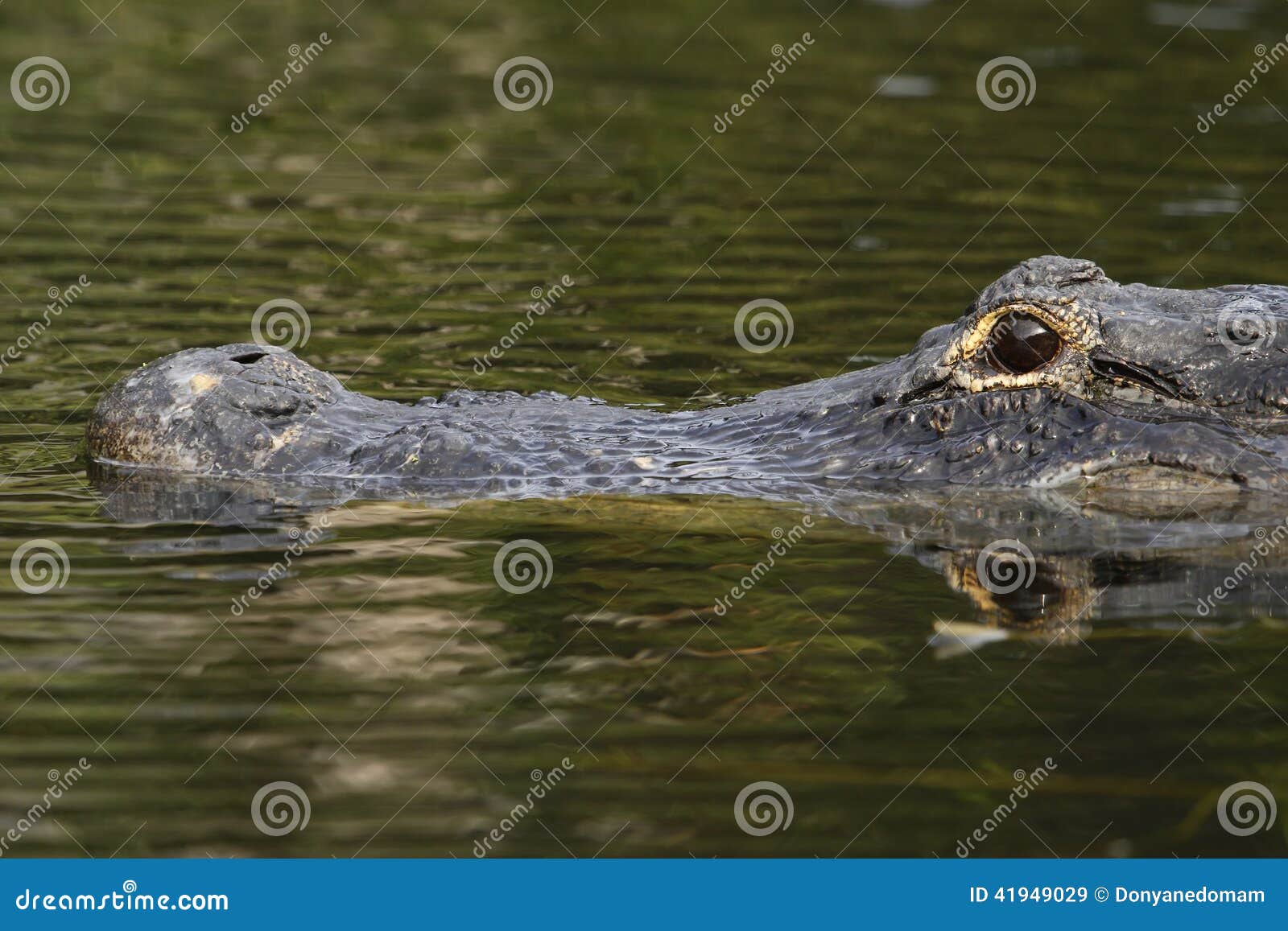 Alligatore americano (alligator mississippiensis) in Na dei terreni paludosi. Alligatore americano (alligator mississippiensis) in terreni paludosi parco nazionale, Florida, U.S.A.