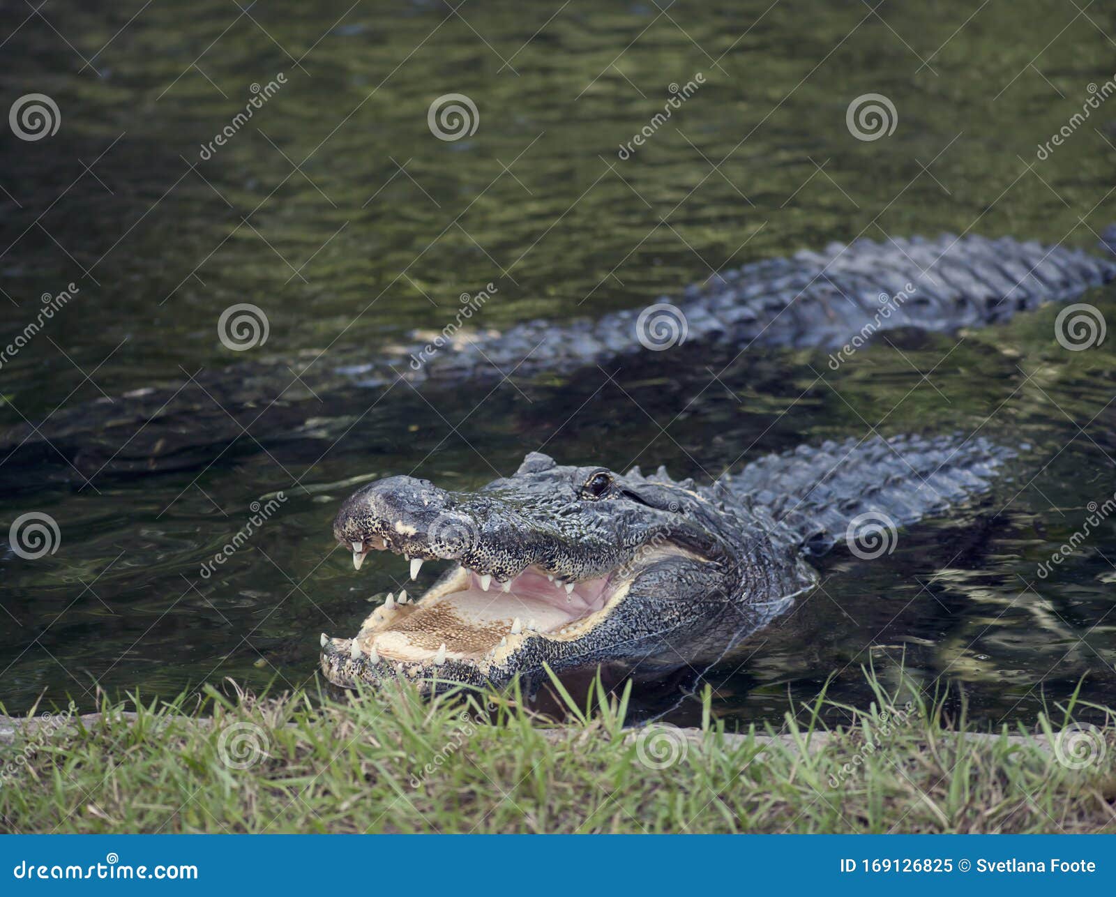 Alligators in a pond stock image. Image of alligator 169126825