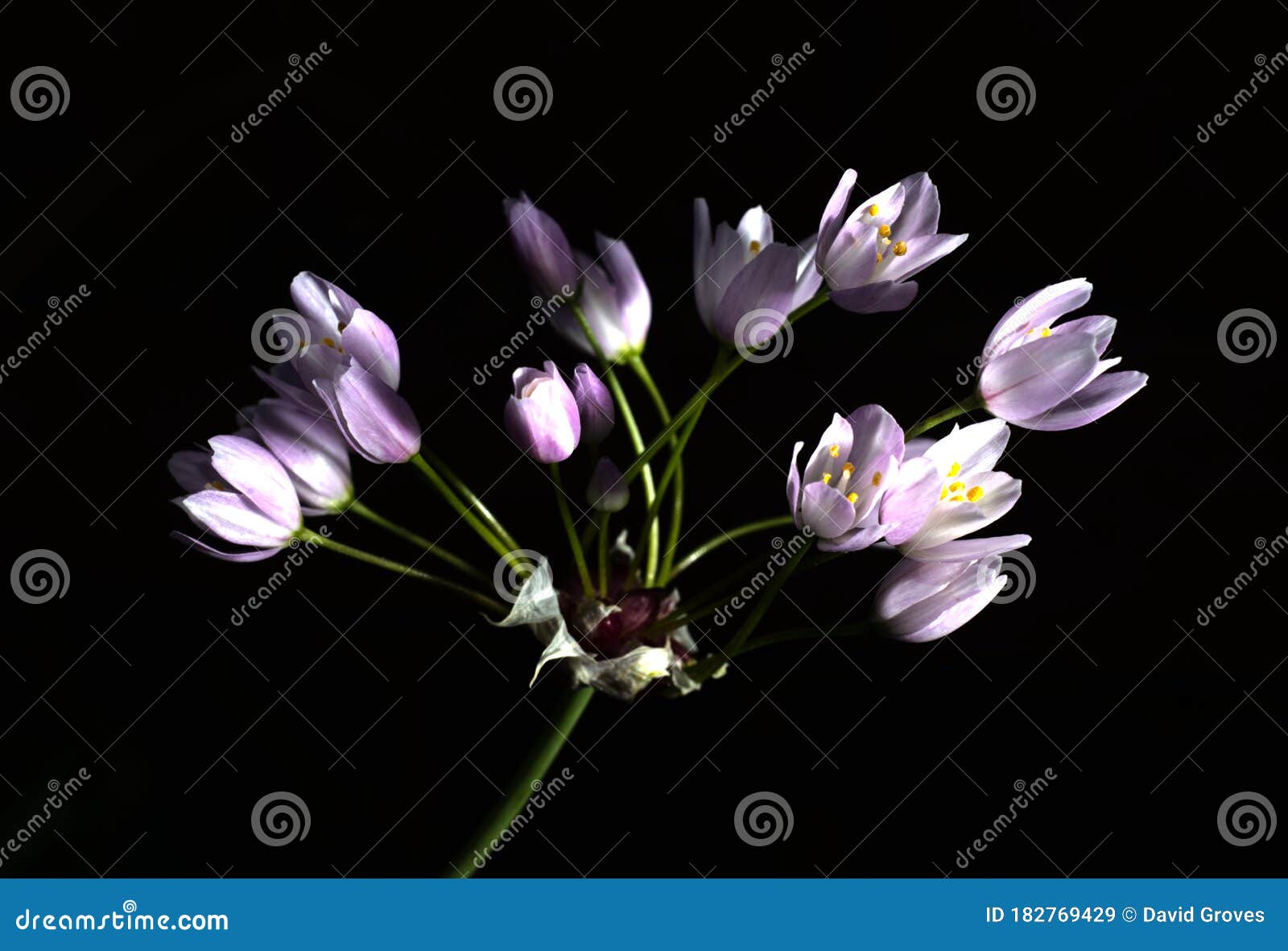 Flowers that Dance Likw a Ballerina Stock Image Image of dance