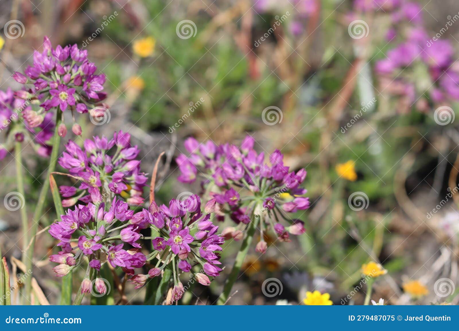 allium campanulatum bloom - san rafael mtns - 051623