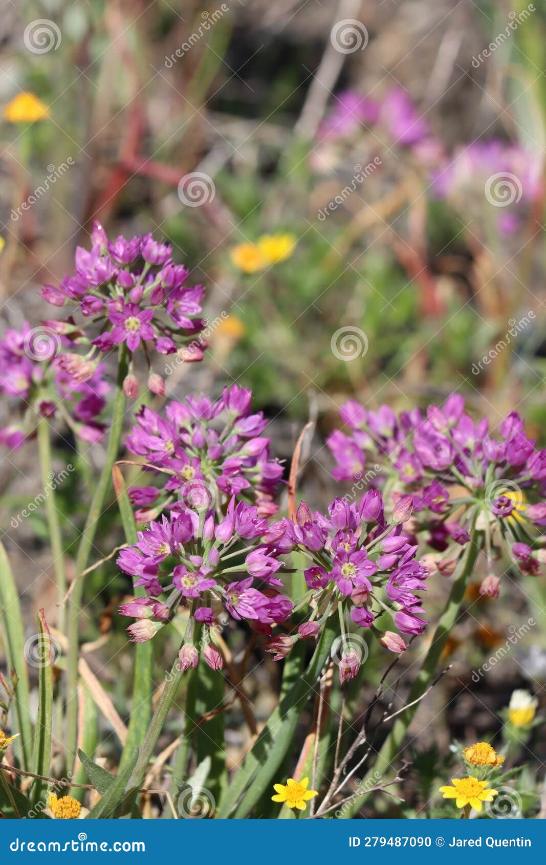 allium campanulatum bloom - san rafael mtns - 051623