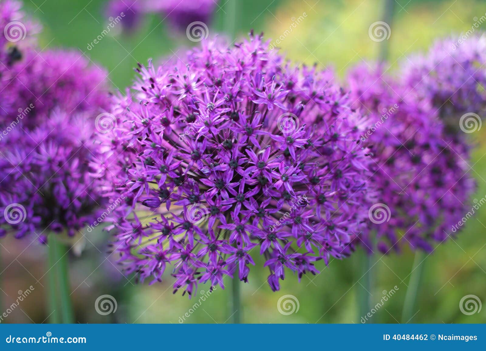 allium stock photo image