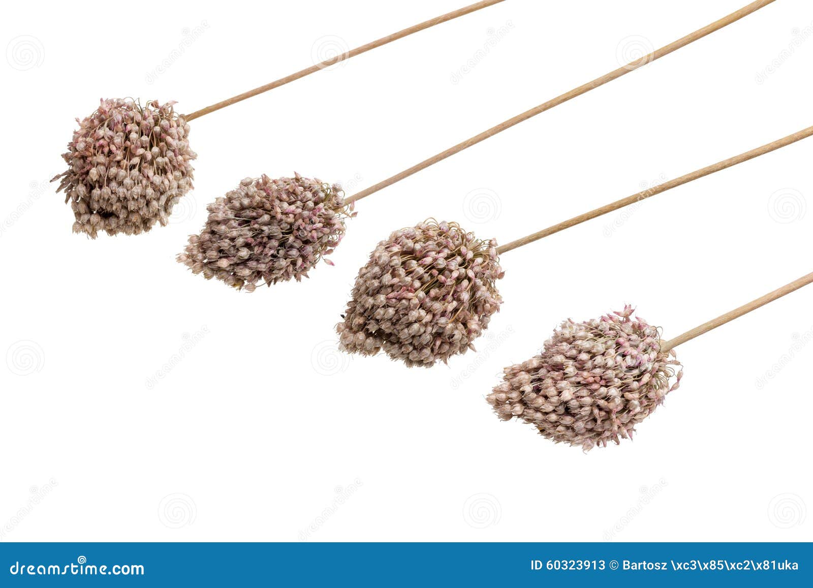 Allium Dried Brown Flowers Decorative Garlic. Stock Image Image of