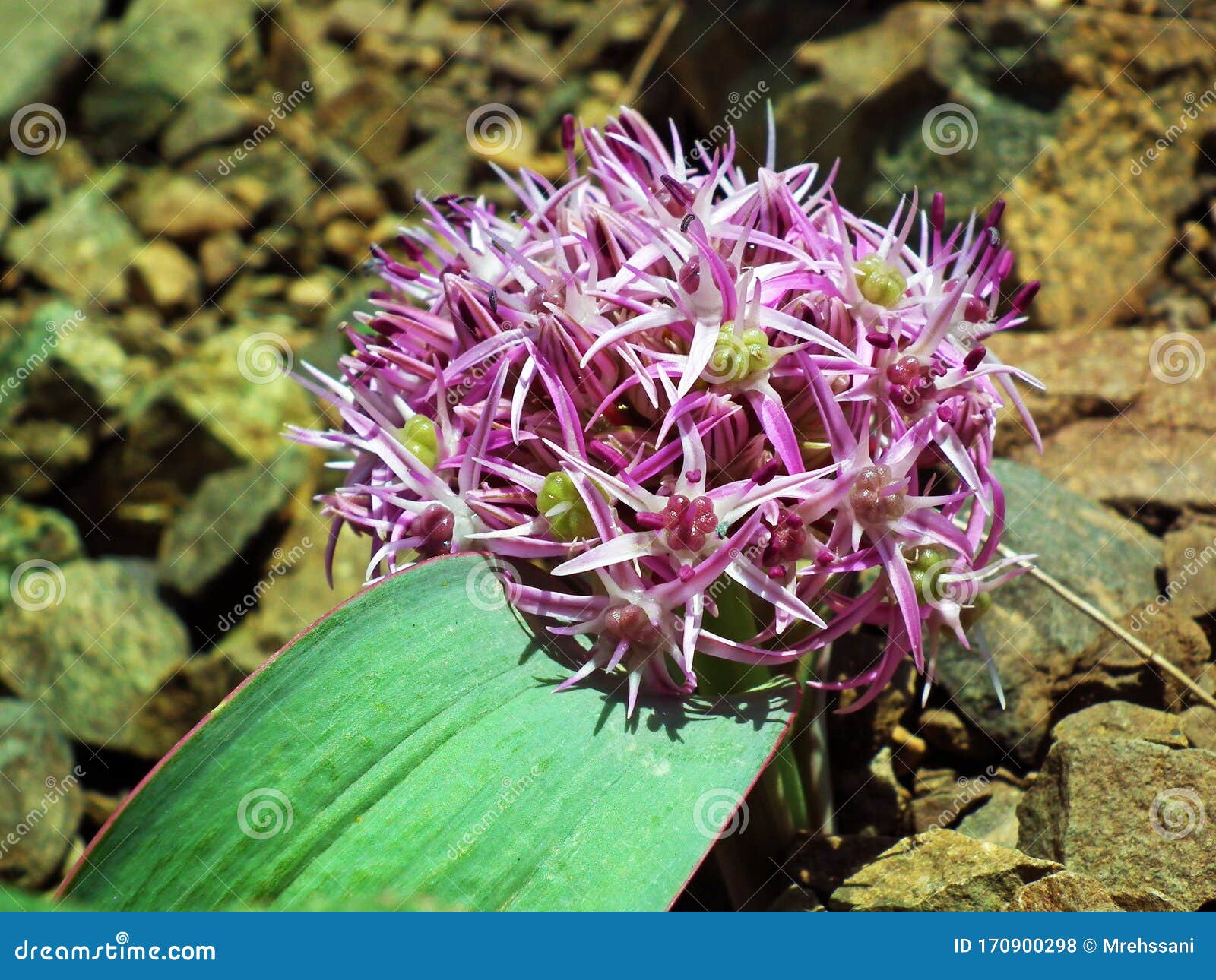 TÌNH YÊU CÂY CỎ ĐV 8 - Page 98 Allium-elburzense-flower-allium-elburzense-flower-endemic-iranian-plant-which-grows-alburz-mountains-170900298