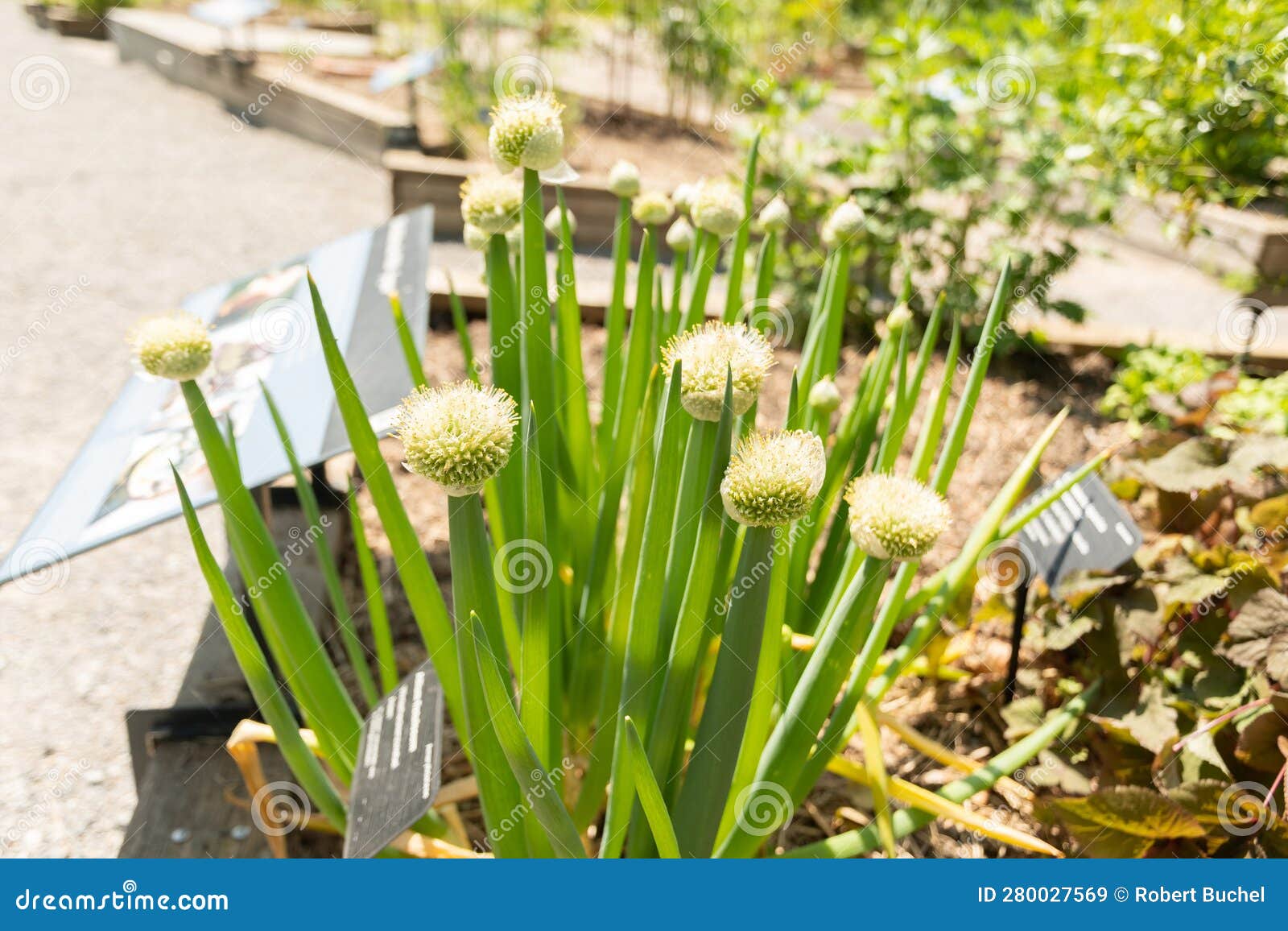 Allium Fistulosum or Bunching Onion in Zurich in Switzerland Stock