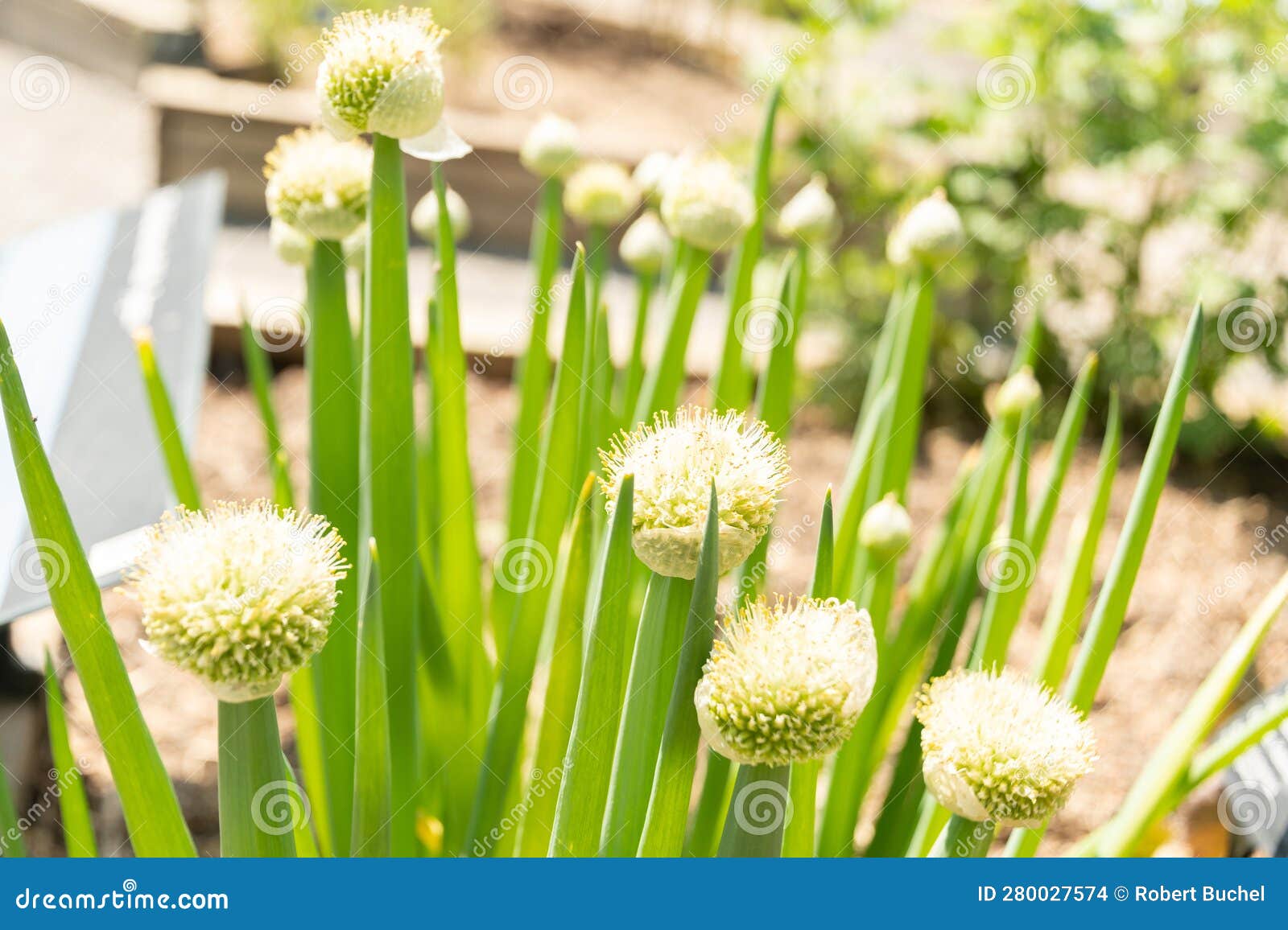 Allium Fistulosum or Bunching Onion in Zurich in Switzerland Stock