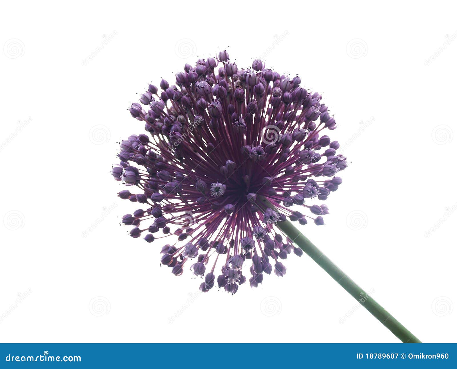 allium giganteum