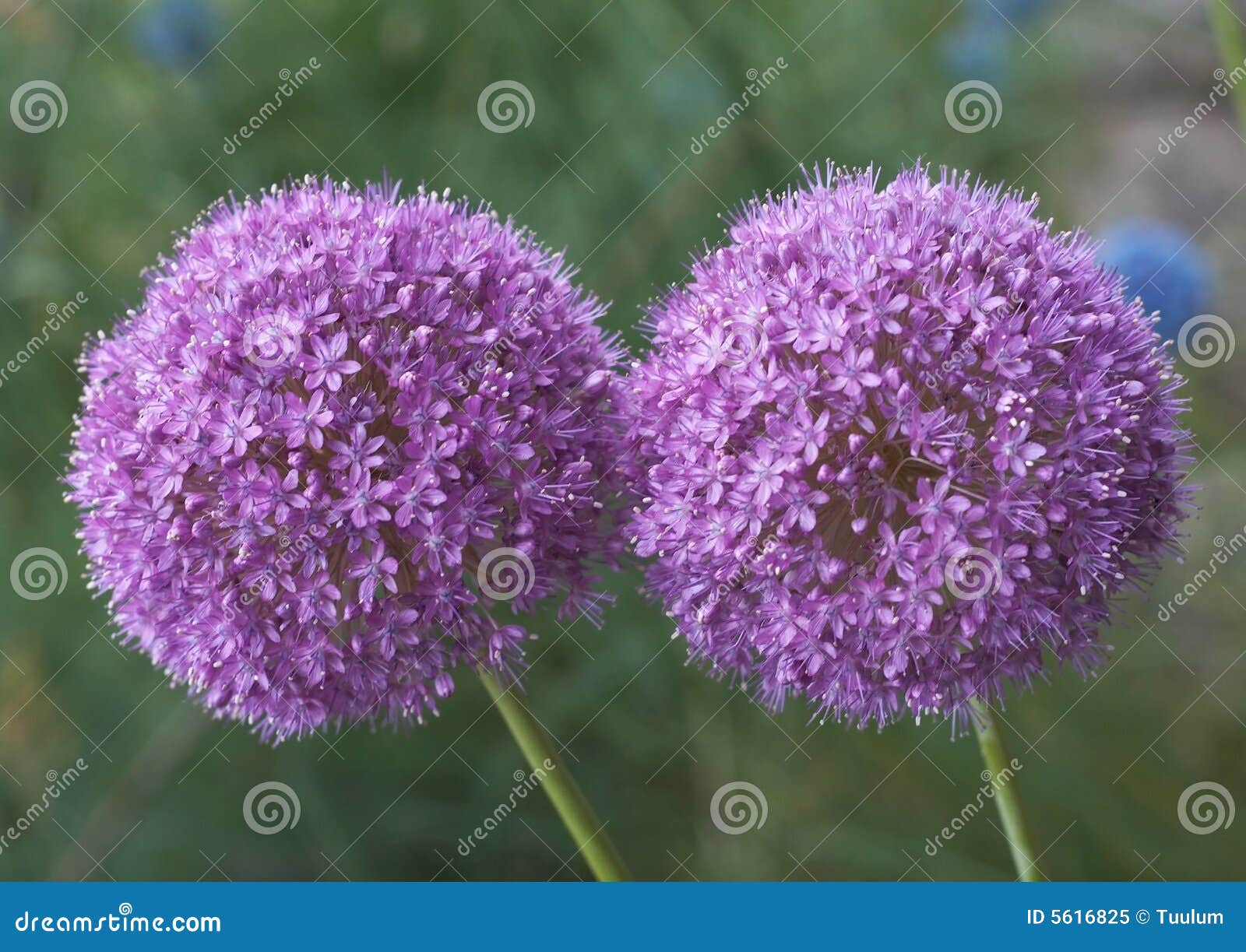 allium giganteum