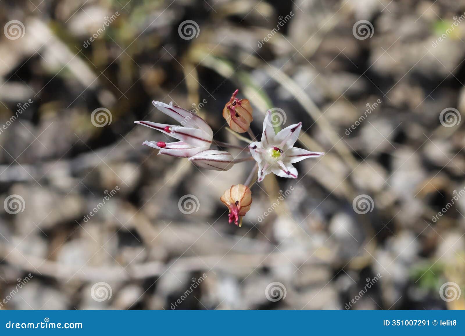 allium moschatum, amaryllidaceae.