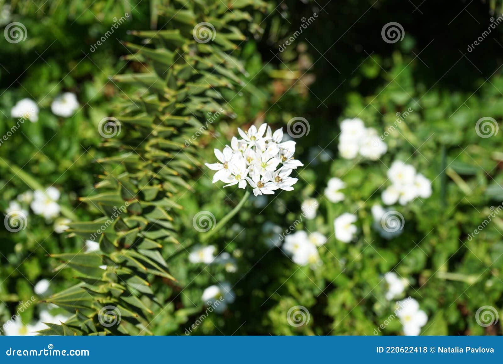 Allium Neapolitanum Fleurs Blanches En Mai Dans Le Jardin. Allemagne Berlin  Photo stock - Image du herbe, bulbeux: 220622418