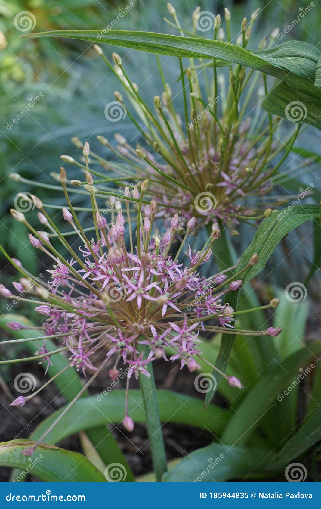 allium schubertii in the garden. in pink-violet tones they seem to spurt out of the ball-d inflorescence on long, thin tubes.