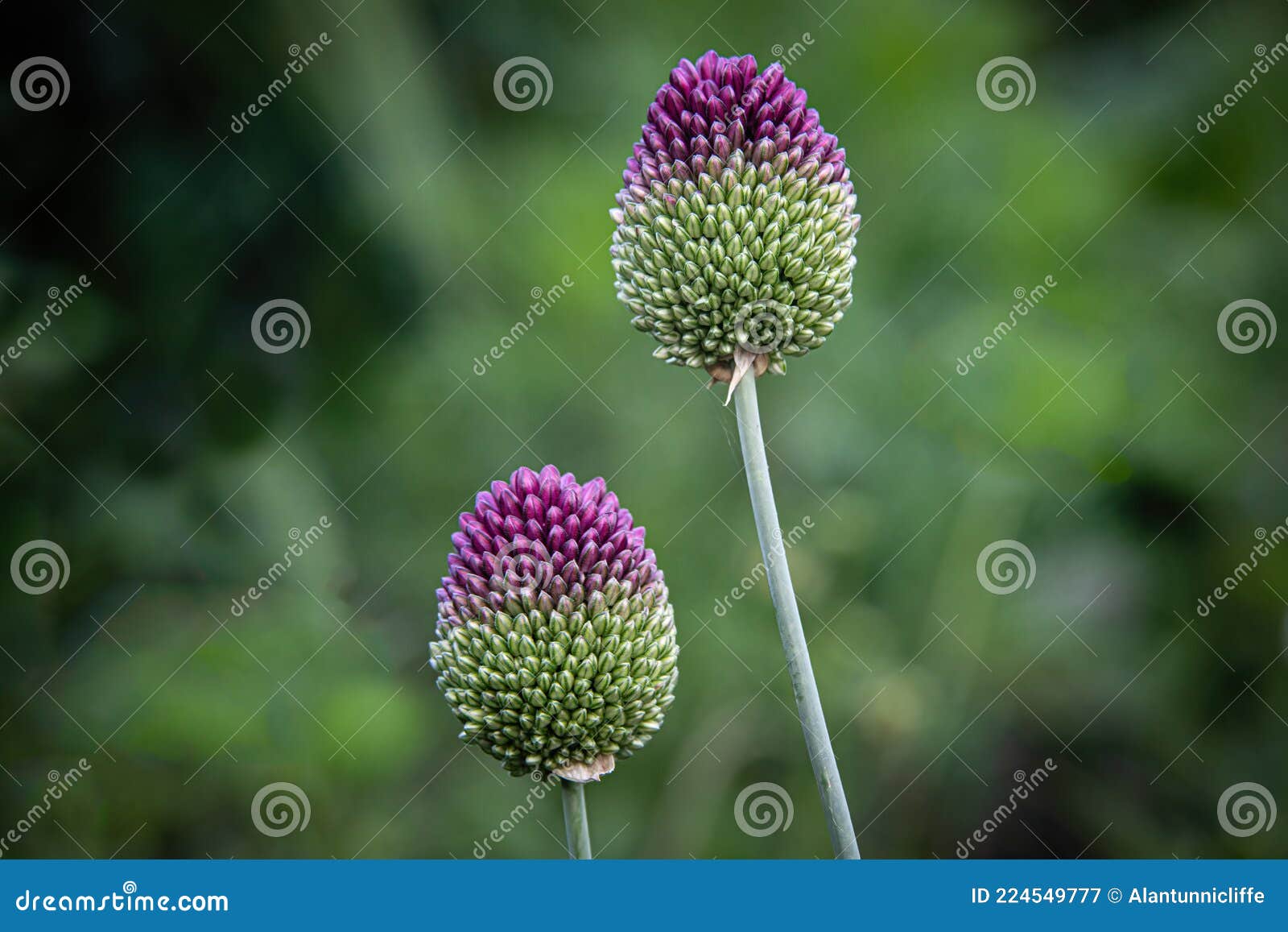 round headed onion close up