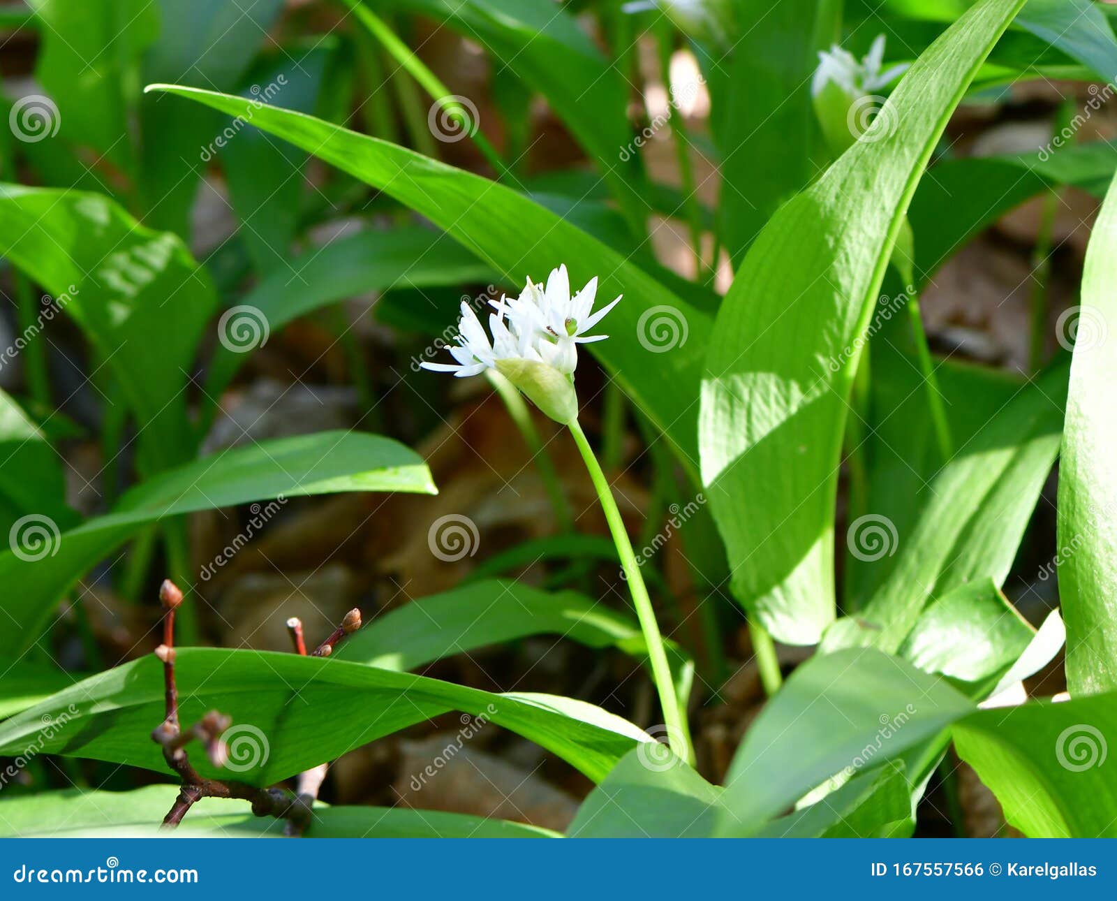 Allium Ursinum or Wild Garlic Stock Photo   Image of green, bear ...