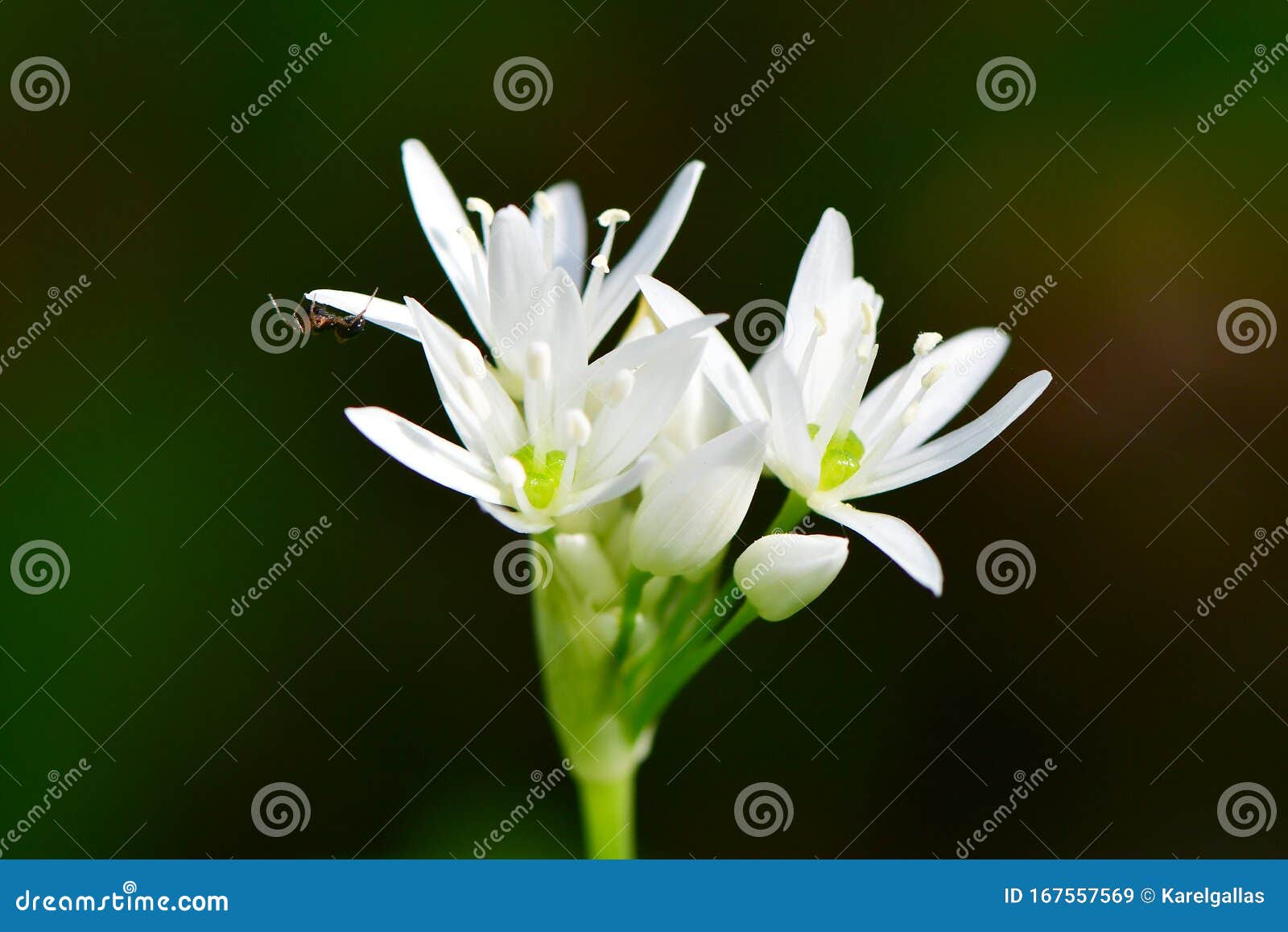 Allium Ursinum or Wild Garlic Stock Image   Image of bloom, green ...
