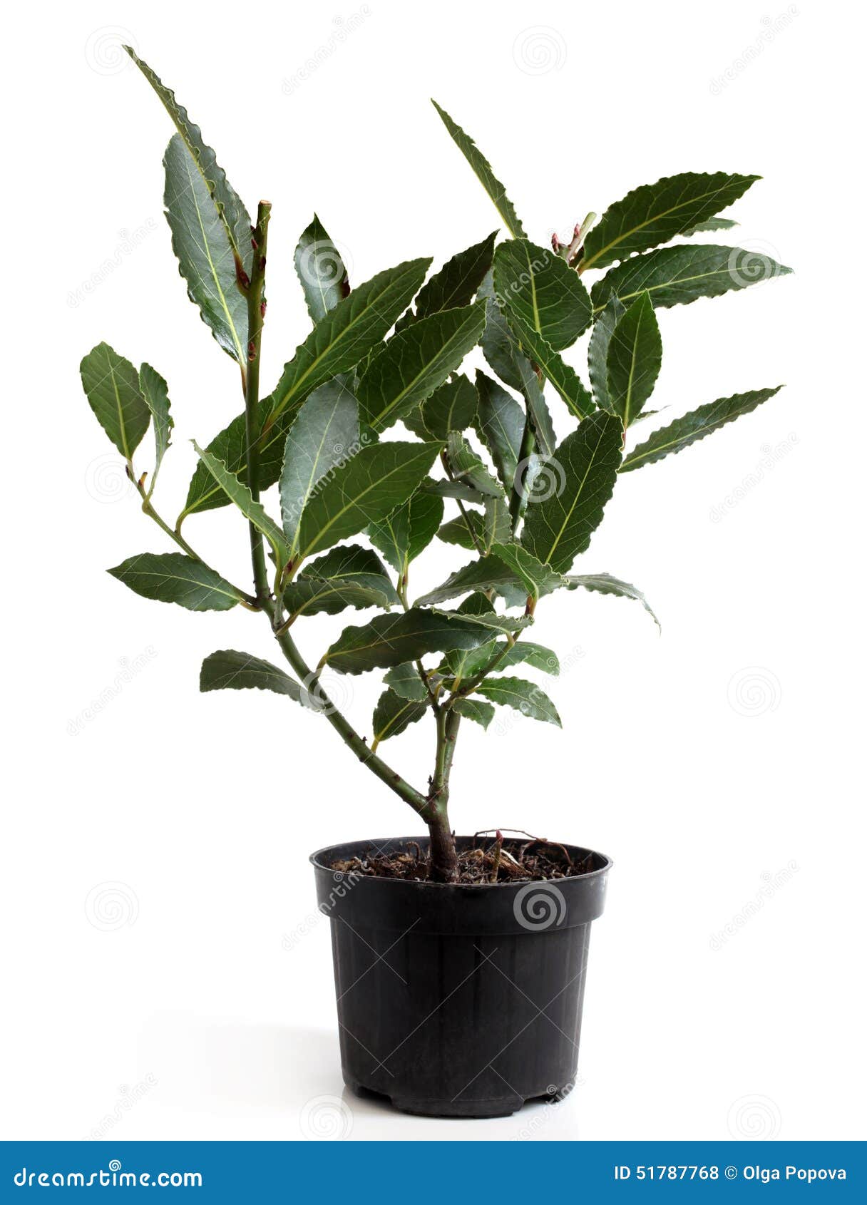 Alloro (laurus Nobilis) In Vaso Fotografia Stock ...