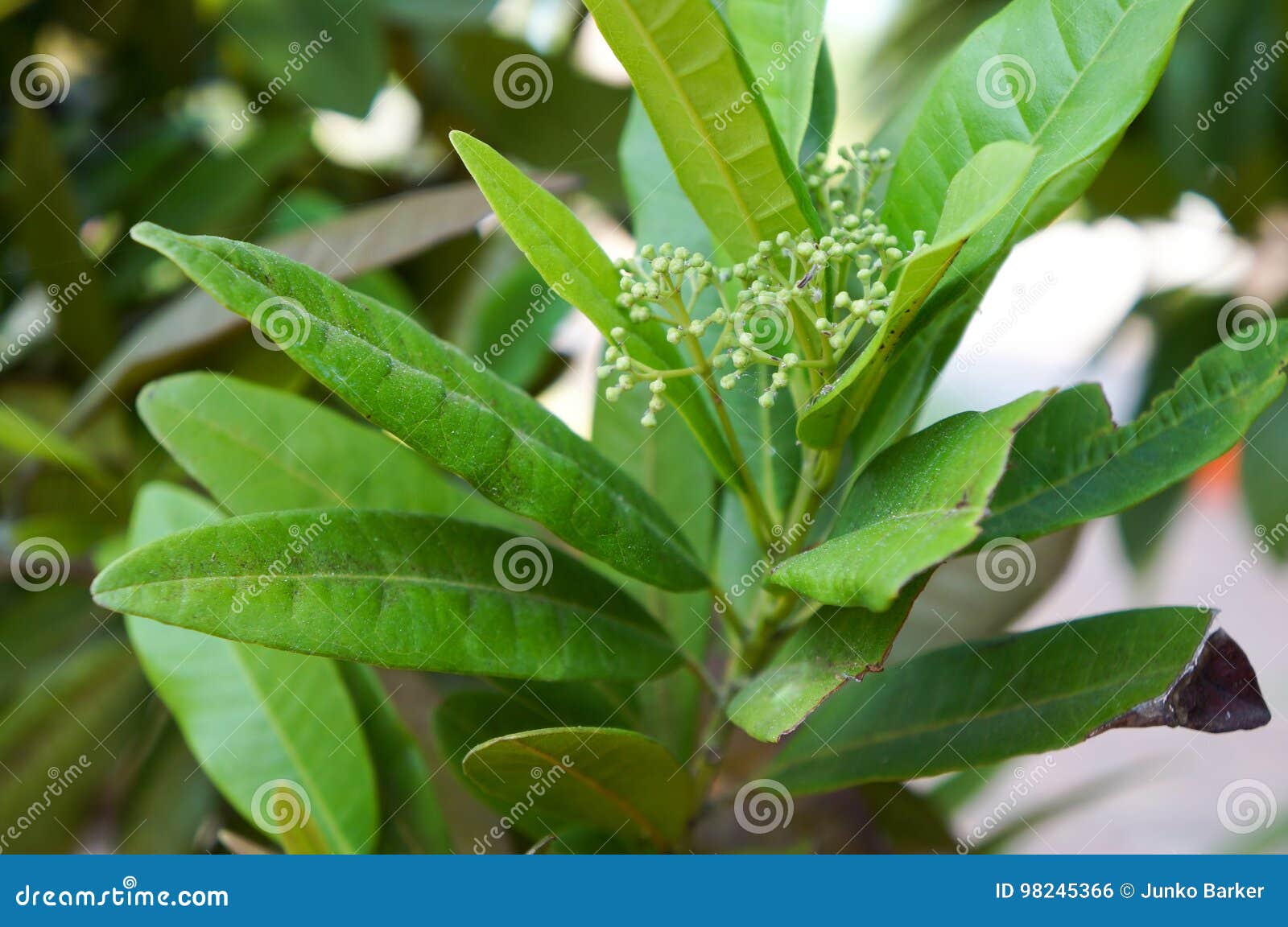 allspice tree, pimenta dioica