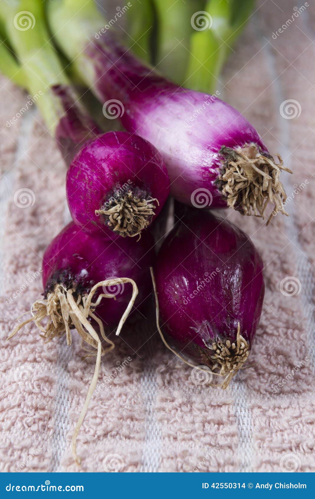allum purple and green salad spring onions, scallions, macro.