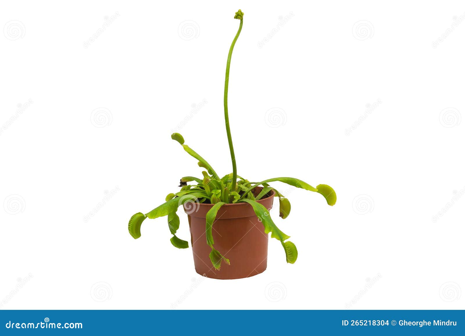 The Allure of a Venus Flytrap Plant with a Flower Spike Isolated on