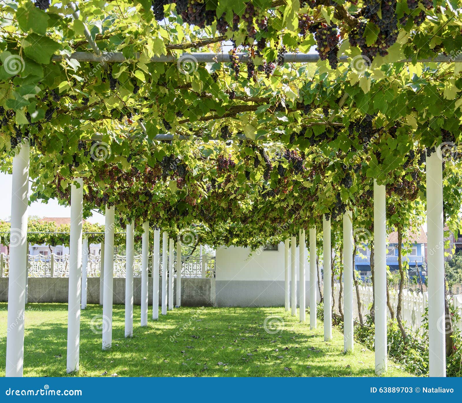 All e Avec La Pergola  Couverte De Vigne De Raisin  Image 