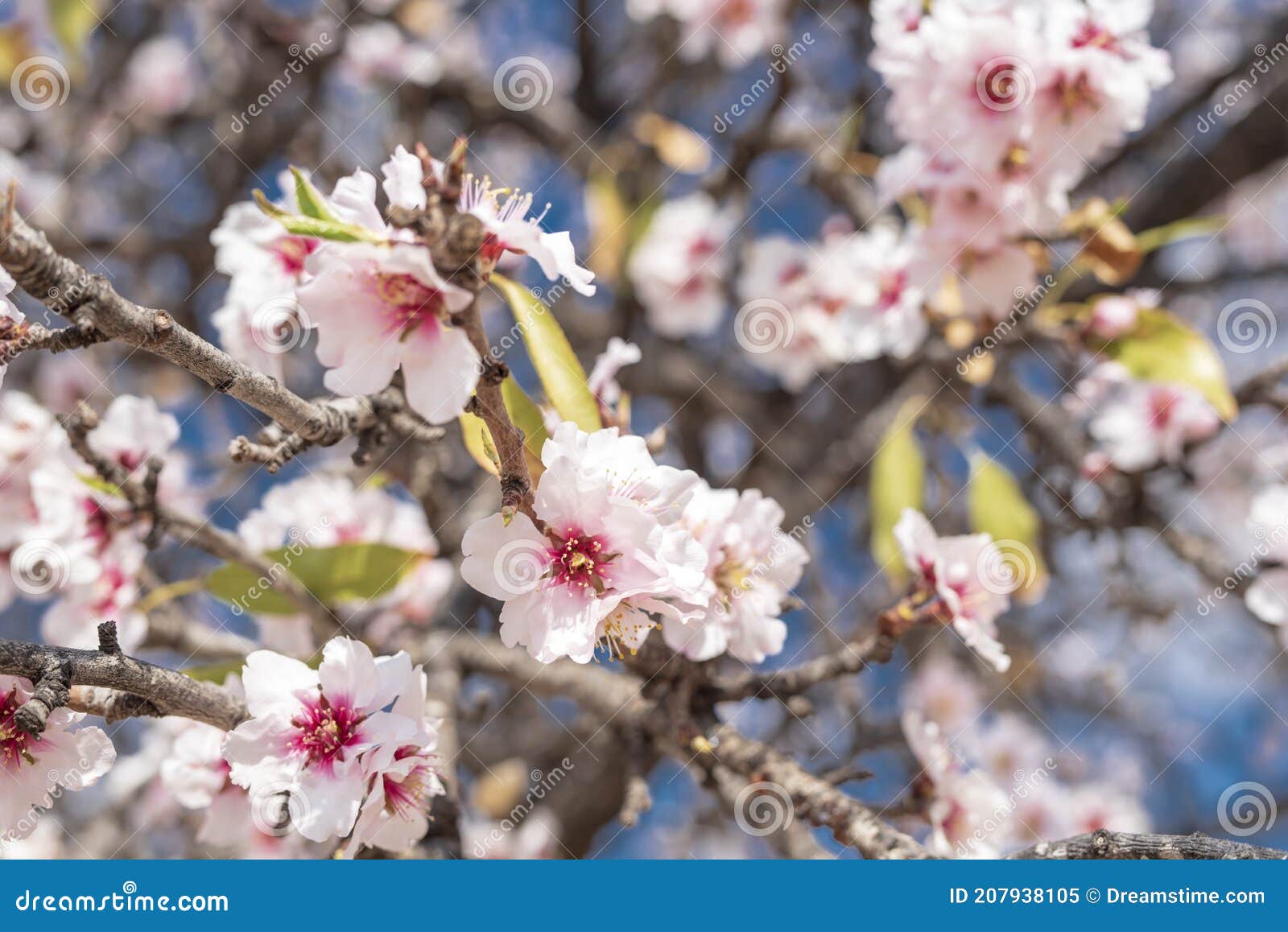 almendro en flor. almond tree blooming
