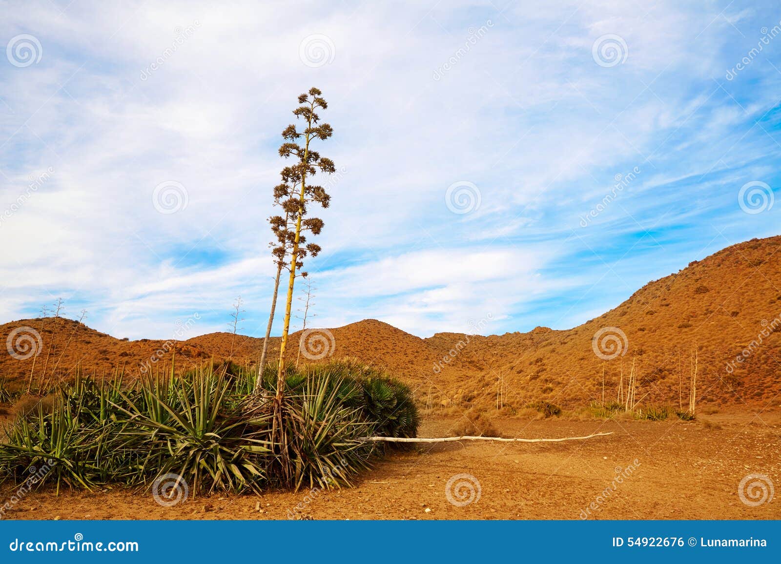 almeria cabo de gata agave flowers in spain