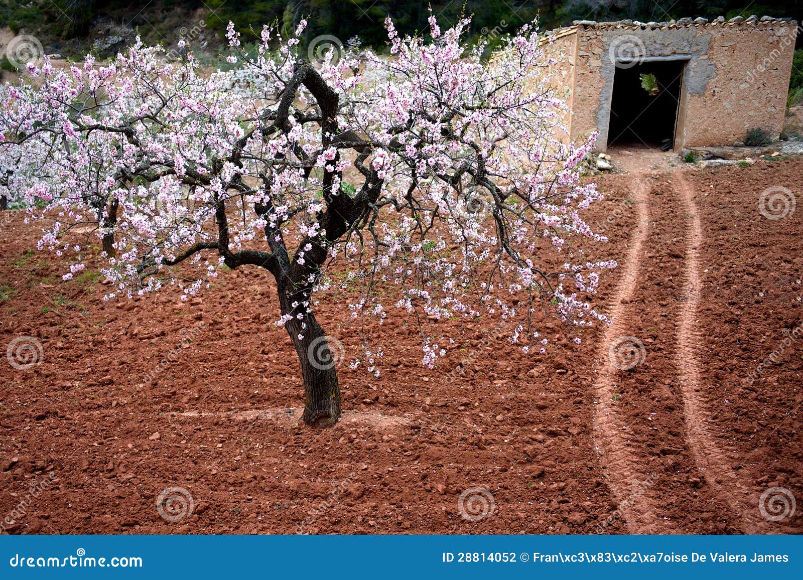 almond blossom and stone shed in spring, catalonia, spain