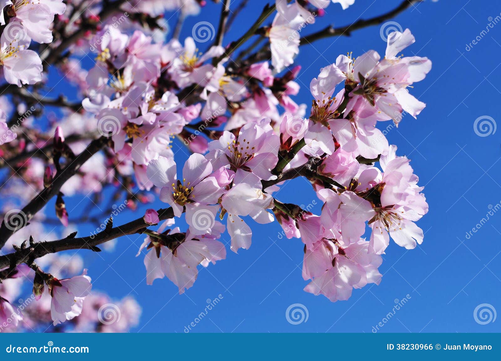 Almond blossoms stock photo. Image of blossom, flowering 38230966