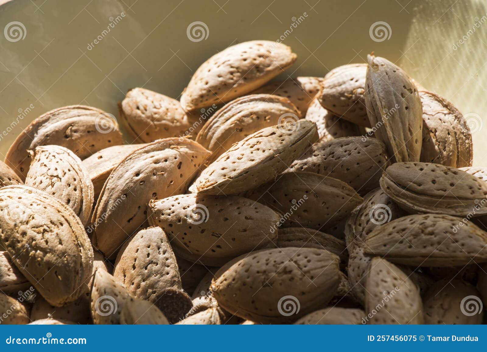 Almond Closeup, Almond with Shell Stock Image Image of green