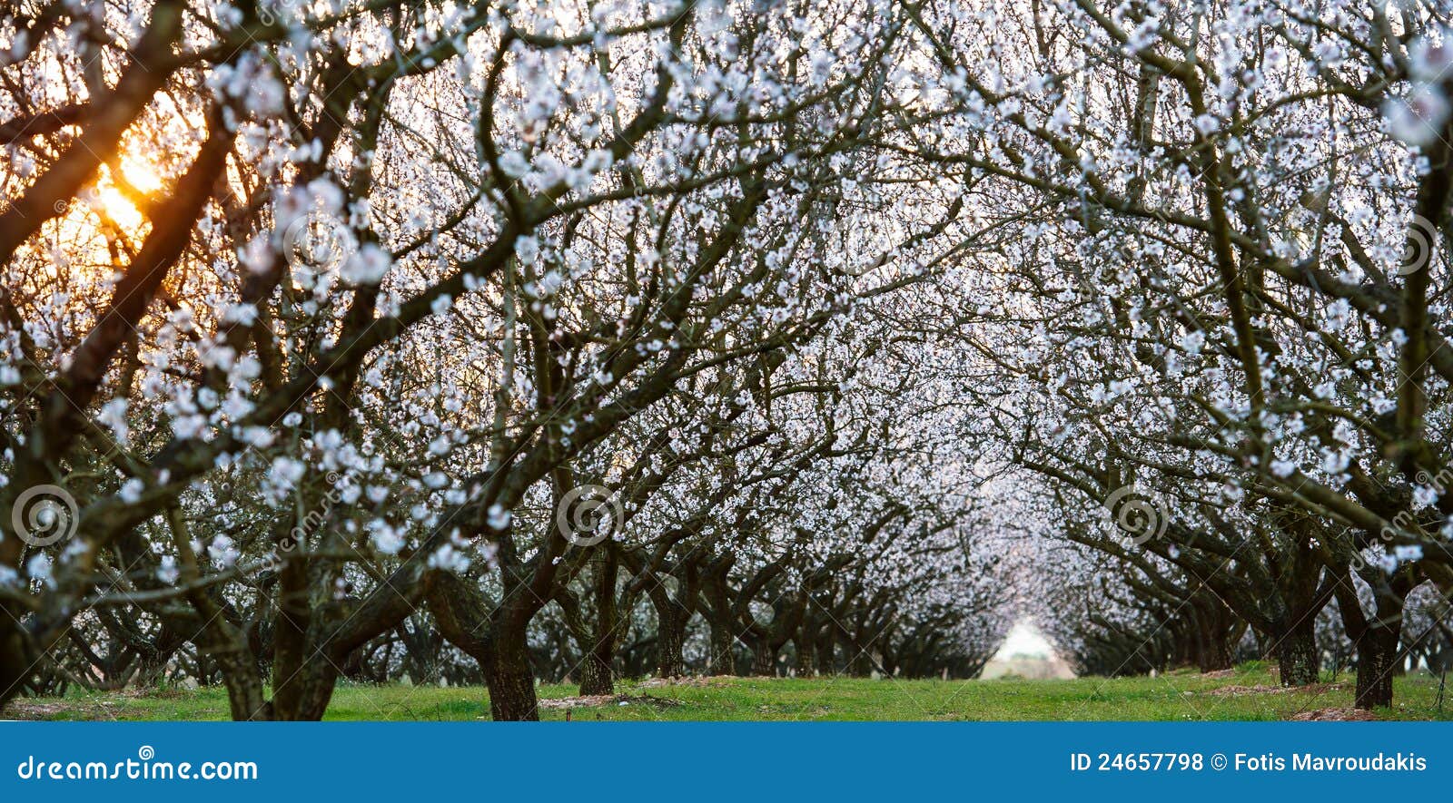 Almond field at sunset stock photo. Image of orchard 24657798