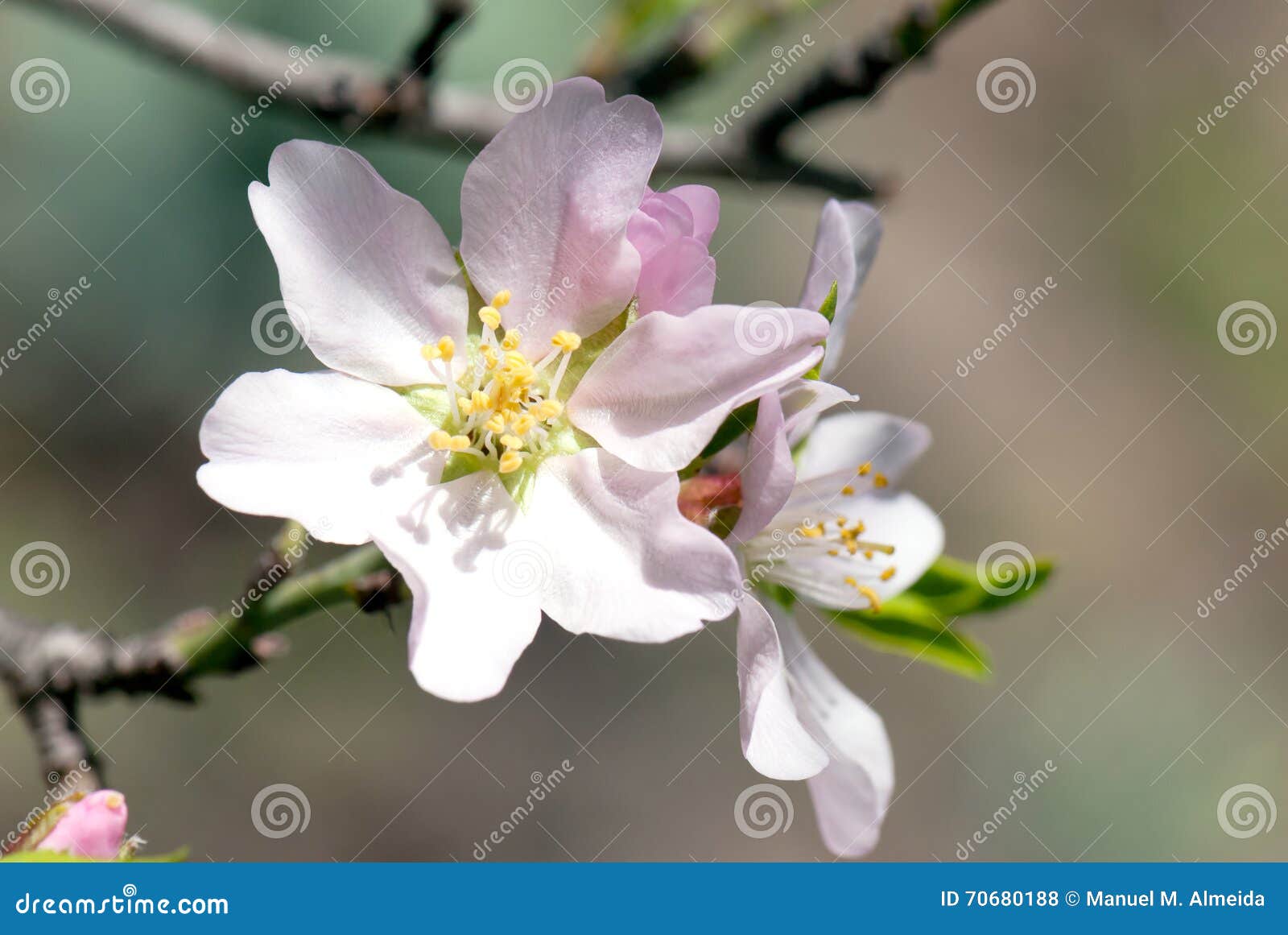 Almond flower stock photo. Image of stamens, pink, violet 70680188