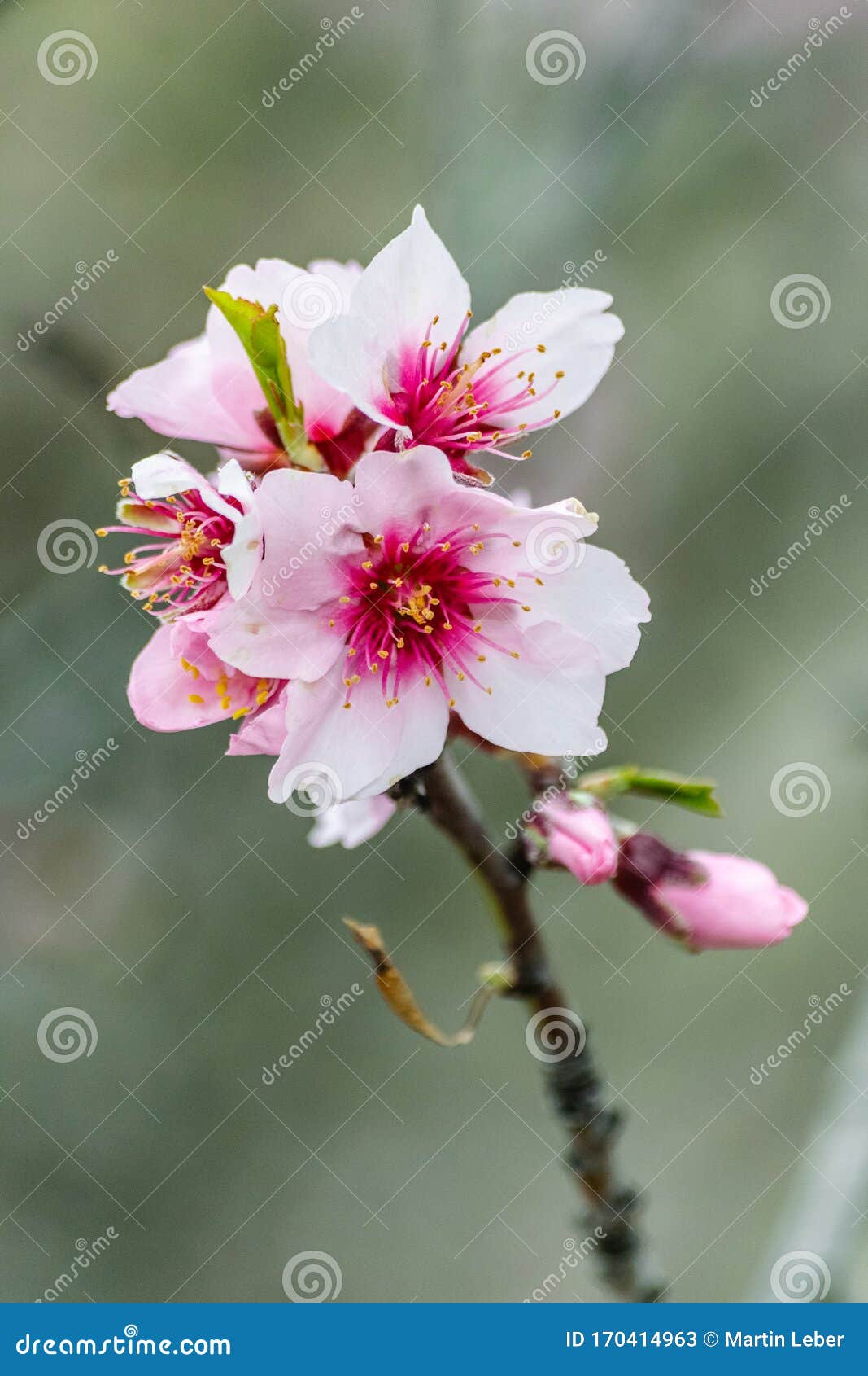 Almond Flowers, Prunus Dulcis, Blooming Stock Image Image of flower, farm 170414963