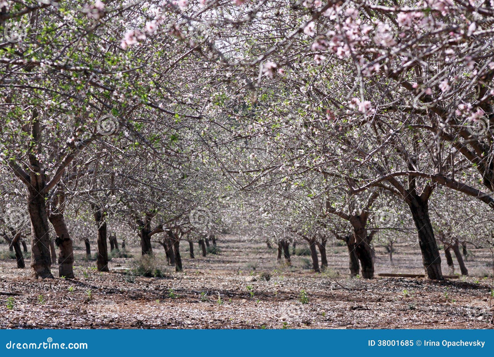 Almond garden in spring stock image. Image of grass, flower 38001685