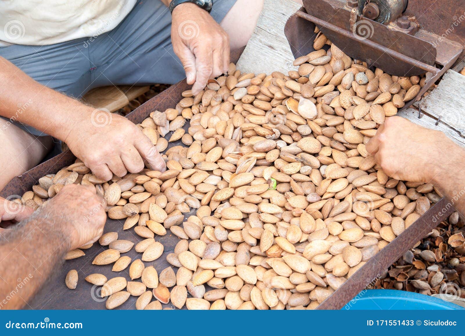 Almond harvest time stock image. Image of picker, method 171551433