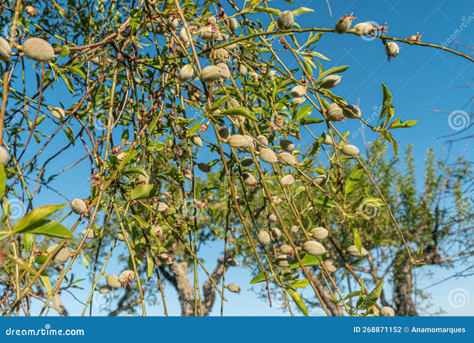 Almond Nuts Growing on a Tree Branch in Almond Orchard. Selective Focus