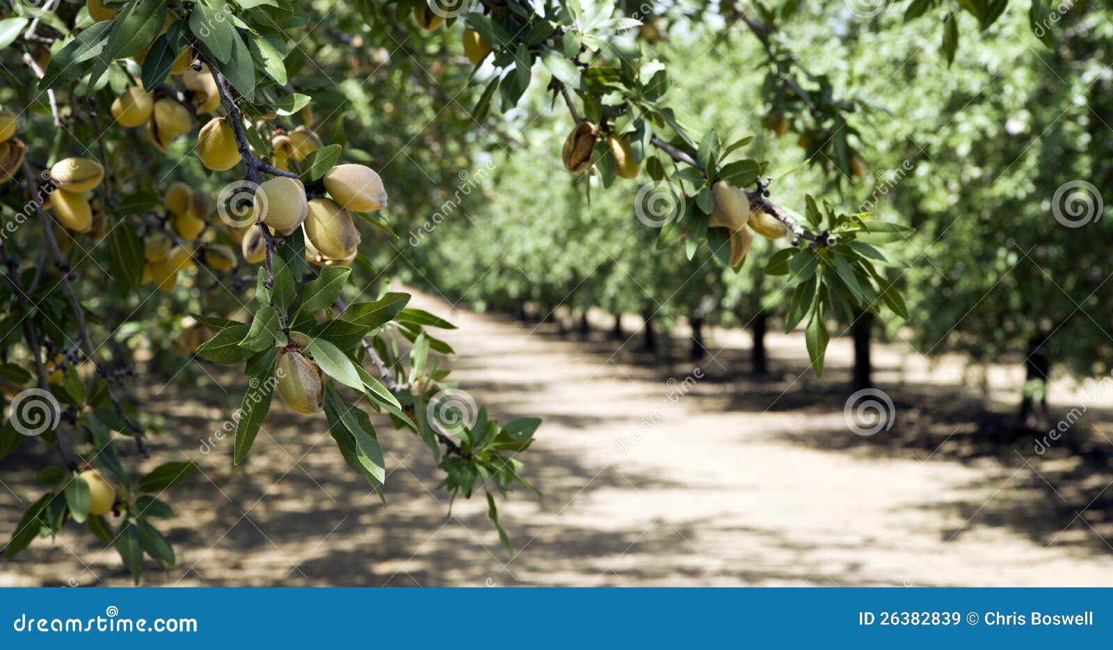 california nuts almond orchard summer sunshine