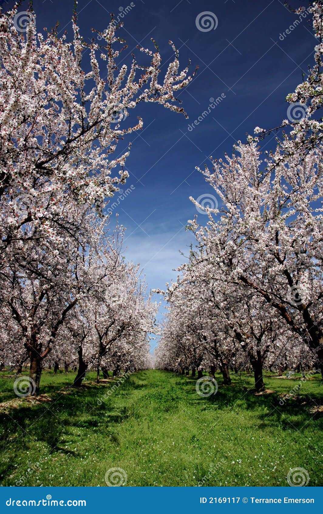 almond orchard in bloom