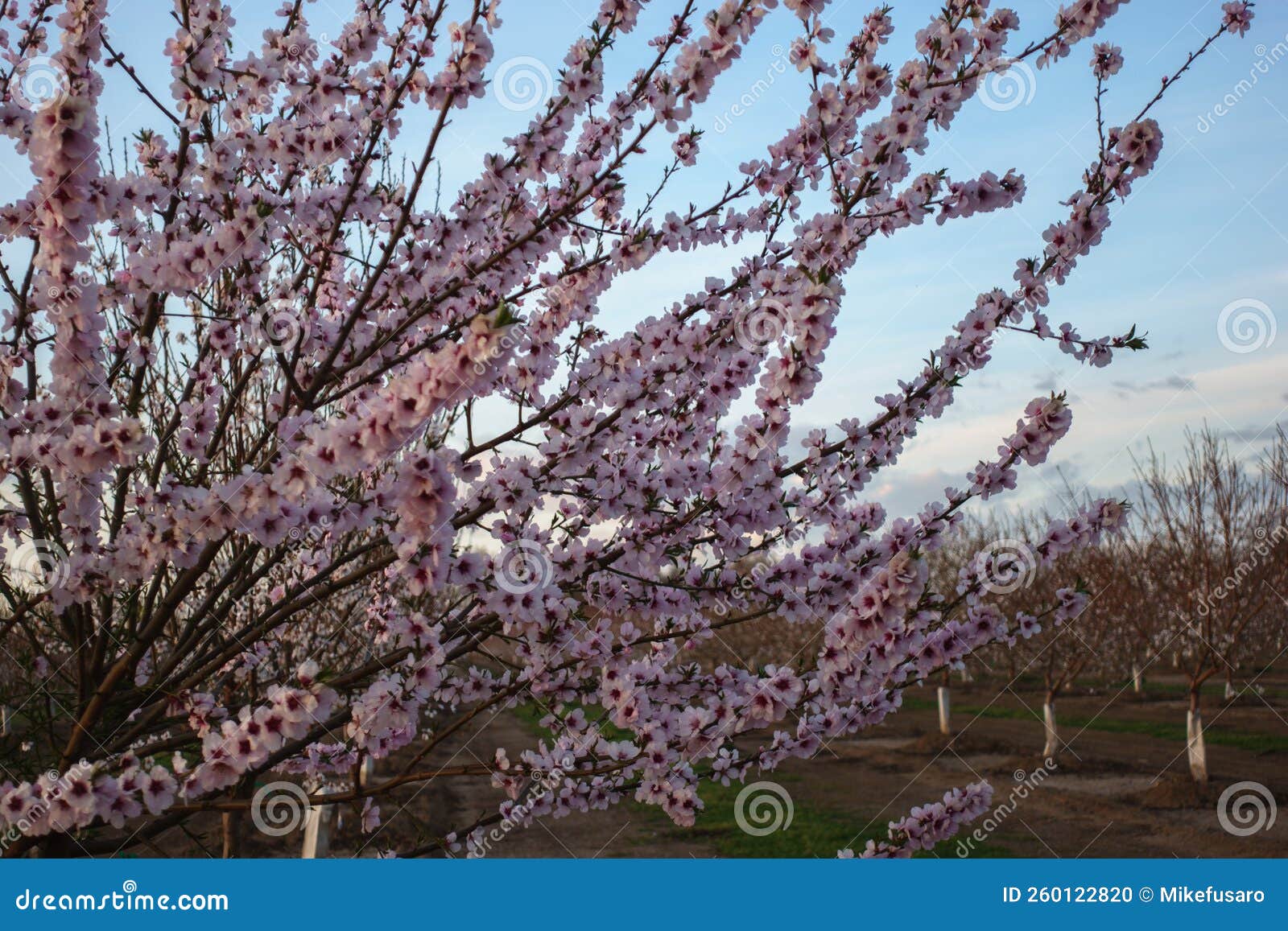 Almond orchard bloom stock photo. Image of agriculture - 260122820