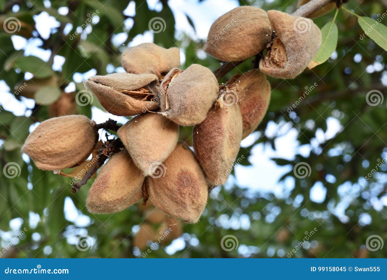 Almond on tree. stock image. Image of beige, ingredient 99158045