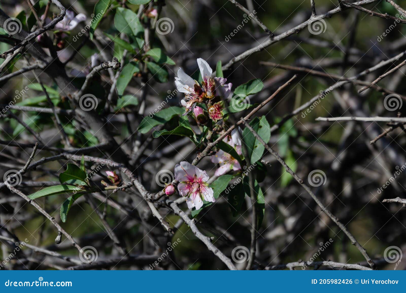 Almond Tree in Beautiful White Flowers Stock Photo Image of natural