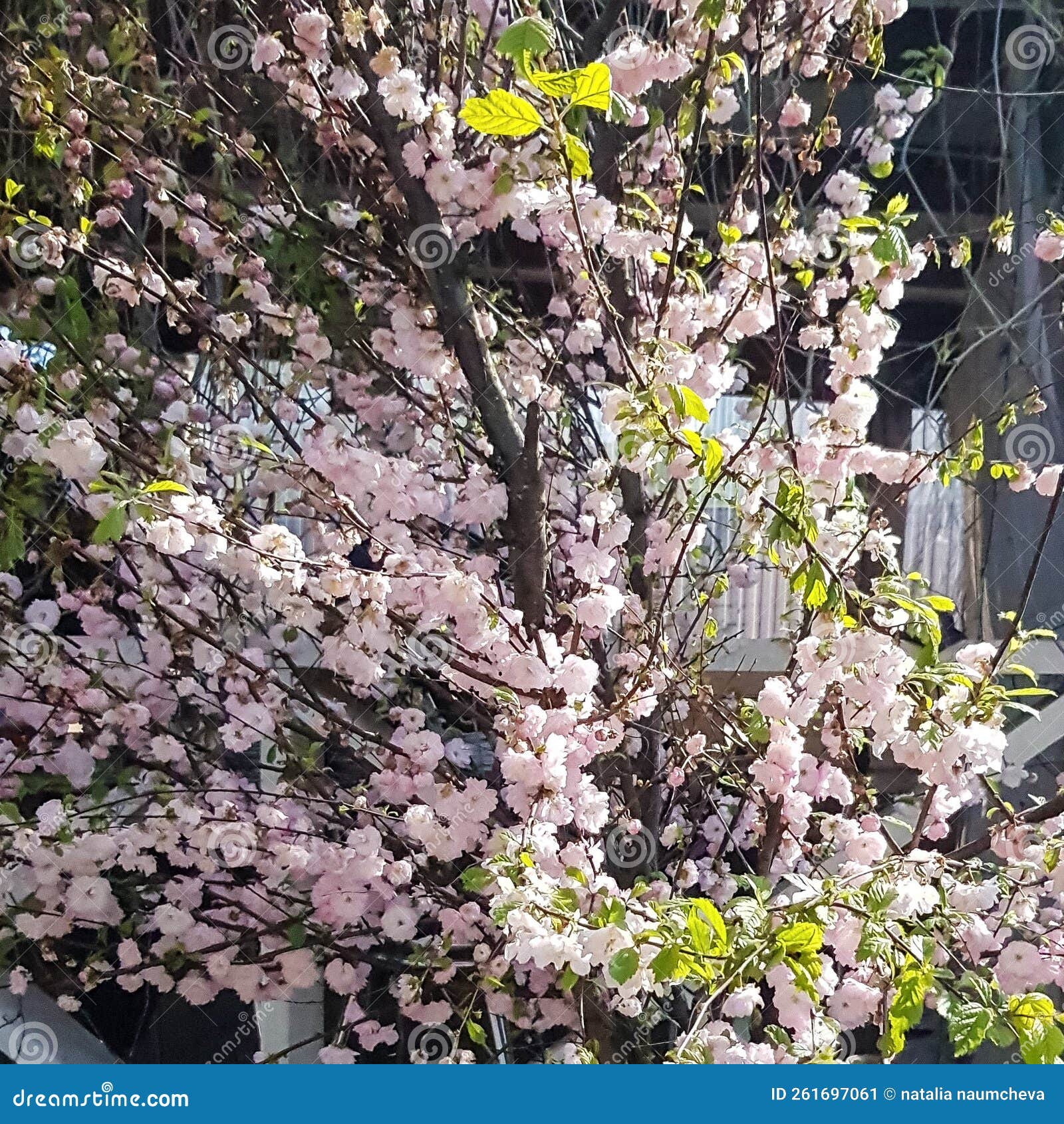 The Almond Tree Blooms with Pink Flowers in Spring Stock Image Image