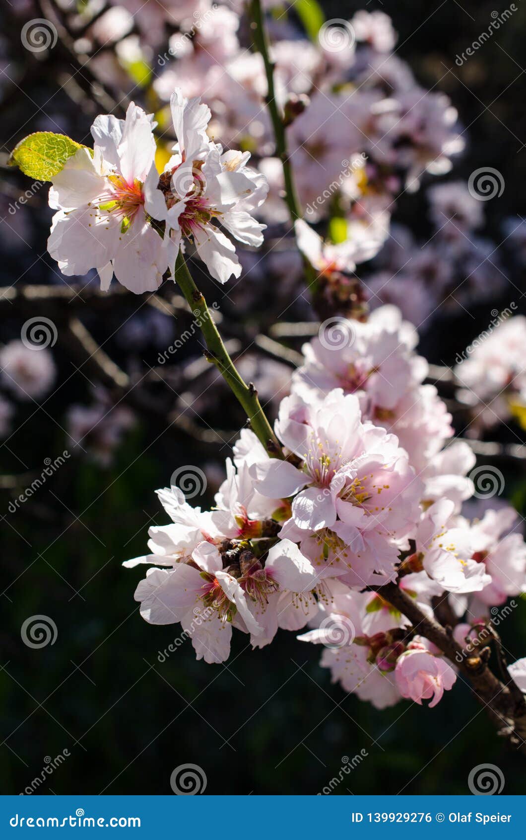 Almond tree blossom stock photo. Image of blooming, vertical 139929276