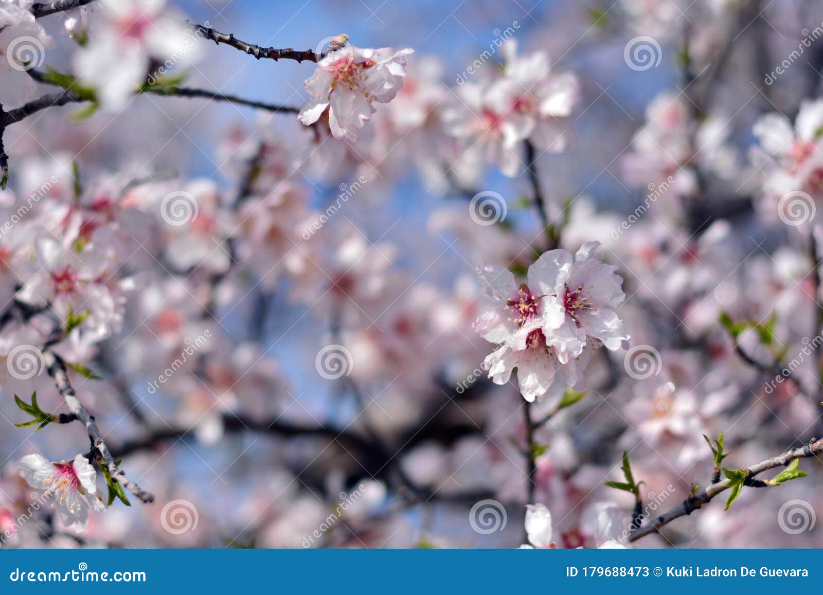 almond blossoms in winter